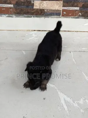 1-3 months Male Purebred German Shepherd