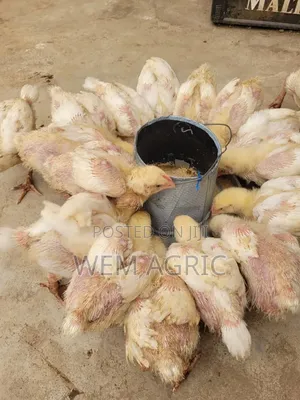 4 Weeks Broilers