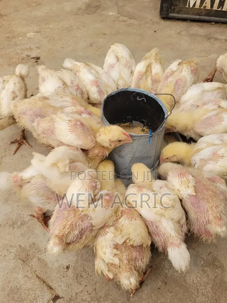 4 Weeks Broilers