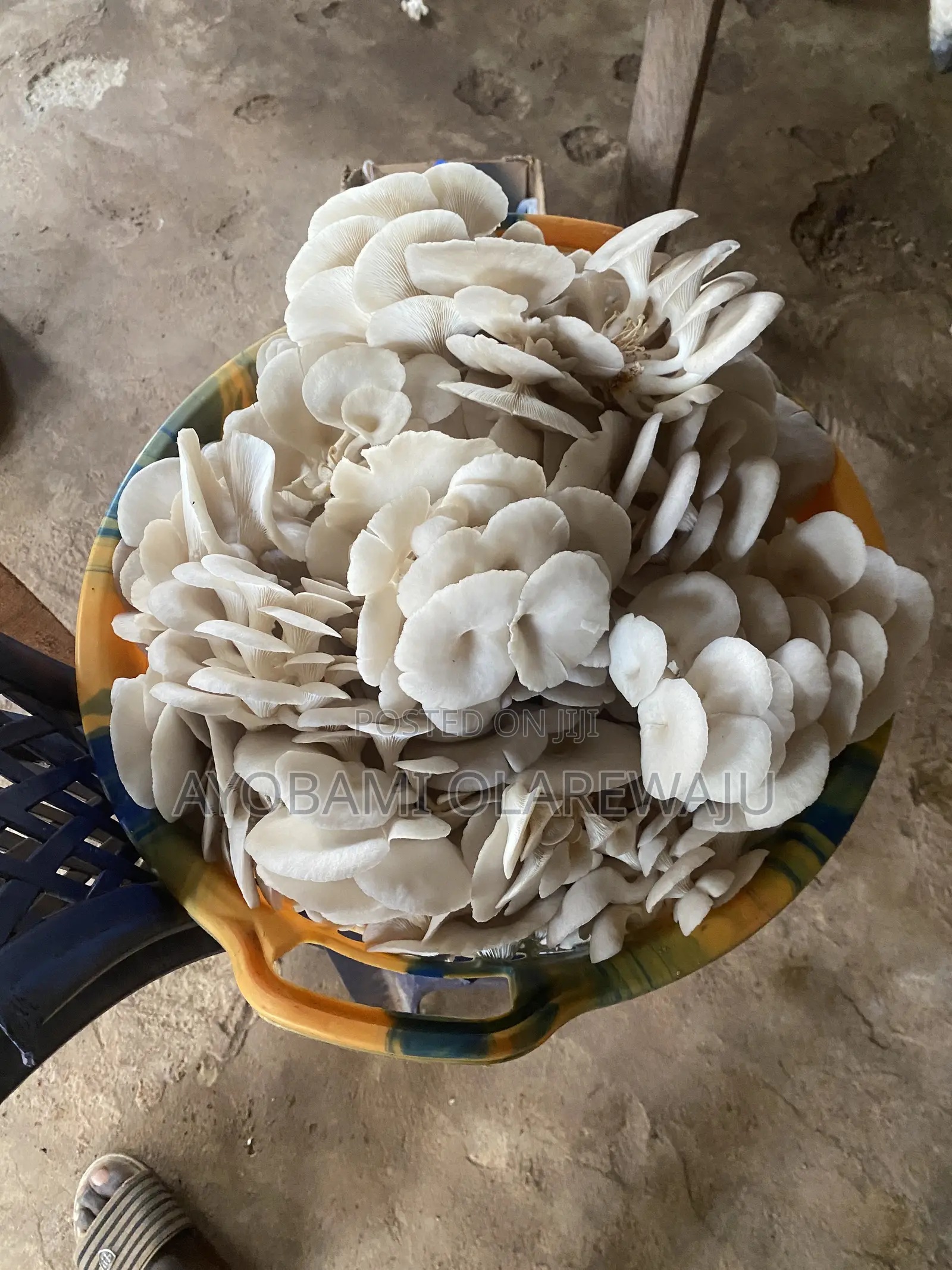 Dried Oyster Mushroom