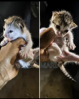 1-3 months Male Mixed Breed American Shorthair