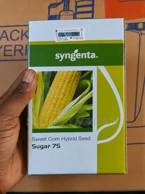 Sweet Corn | Sugar 75 F1