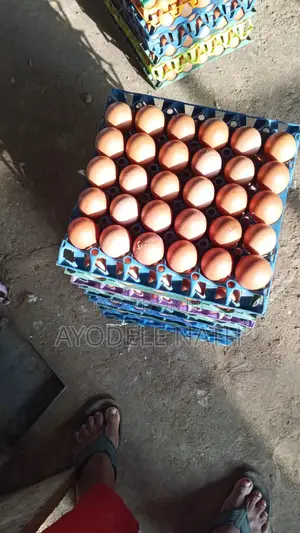 Big Sized Eggs