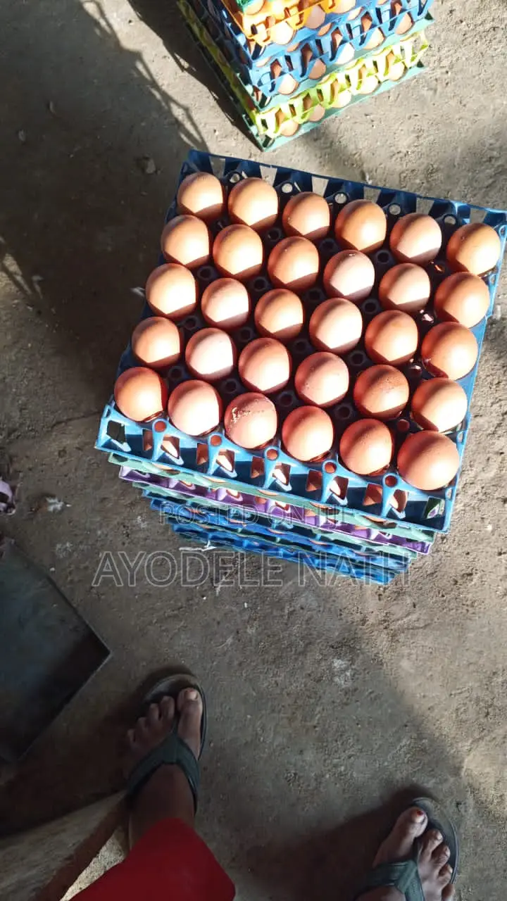 Big Sized Eggs