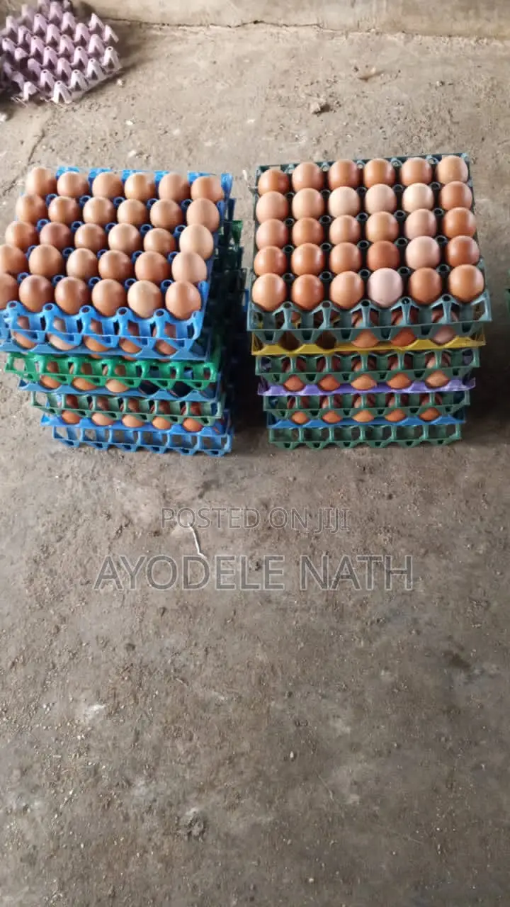 Big Sized Eggs