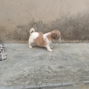 1-3 months Female Purebred Lhasa Apso
