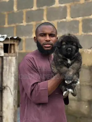 1-3 months Female Purebred Caucasian Shepherd