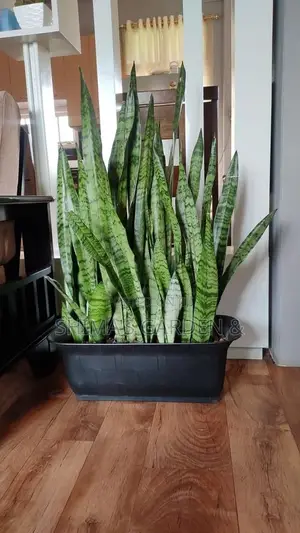 Planters Design