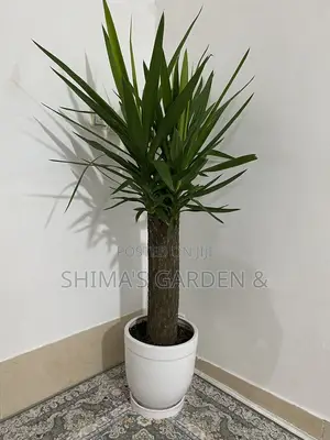 Planters Design