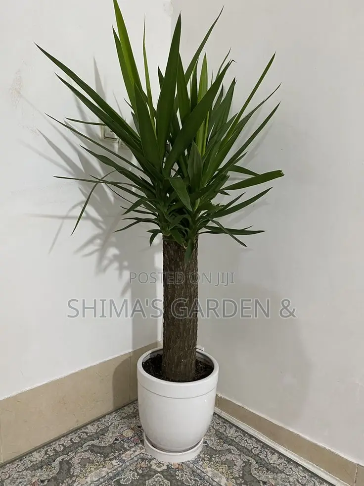 Planters Design