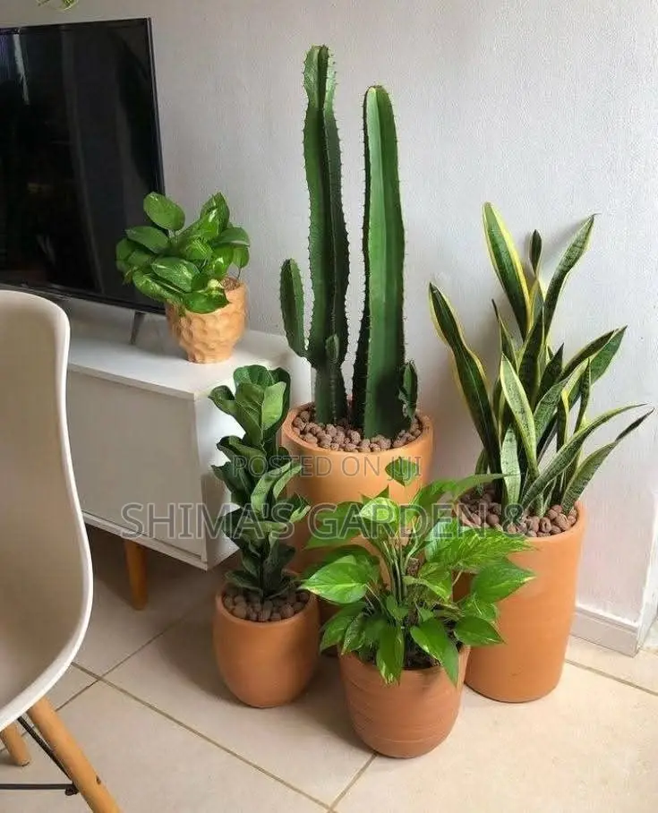 Planters Design