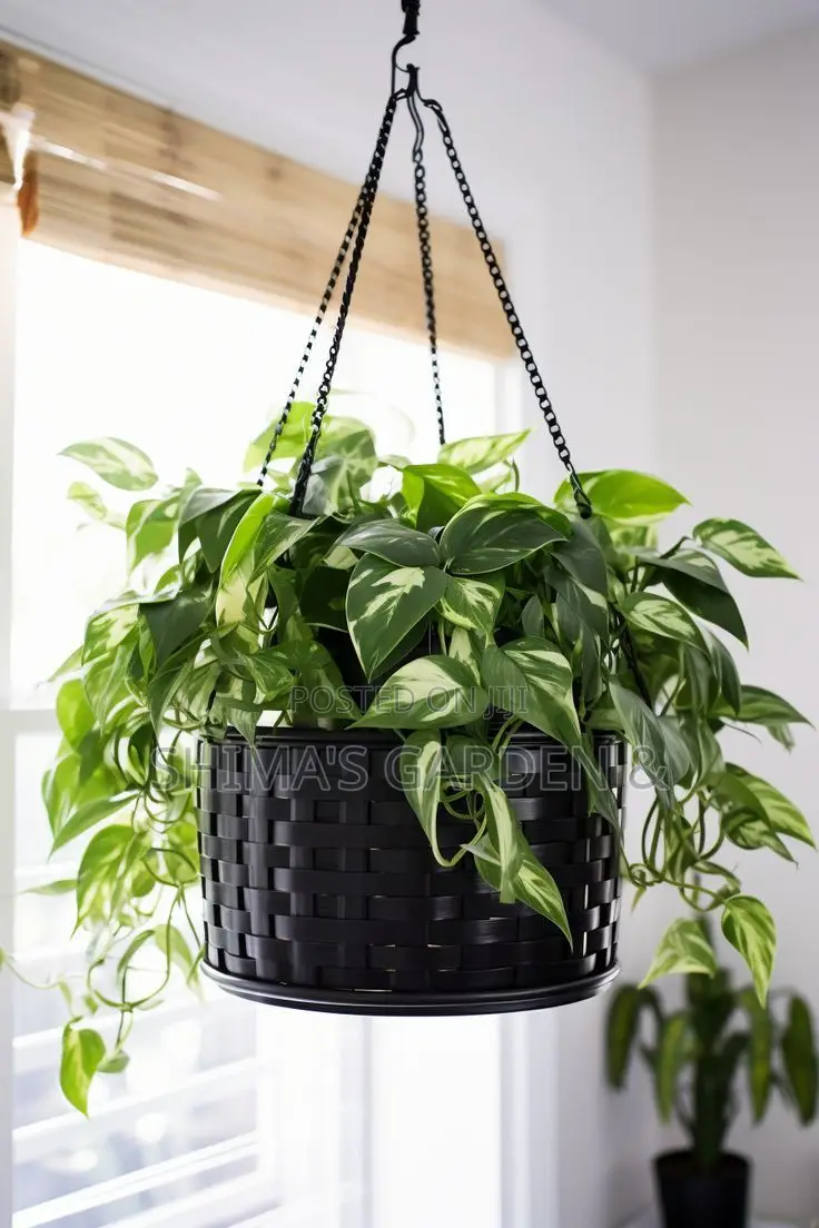 Planters Design