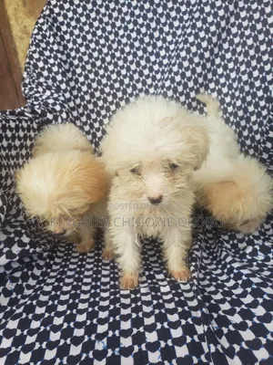 1-3 months Female Purebred Lhasa Apso