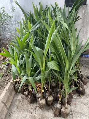 Ghana Coconut Seedlings