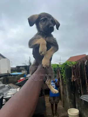 1-3 months Male Purebred German Shepherd