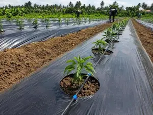 Agricultural Mulch Film