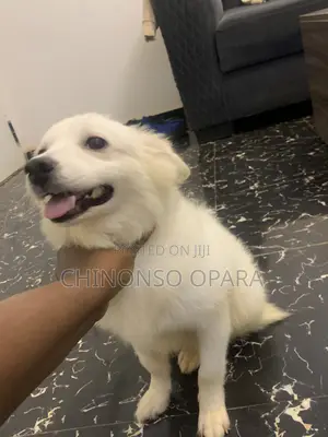 6-12 months Male Purebred American Eskimo