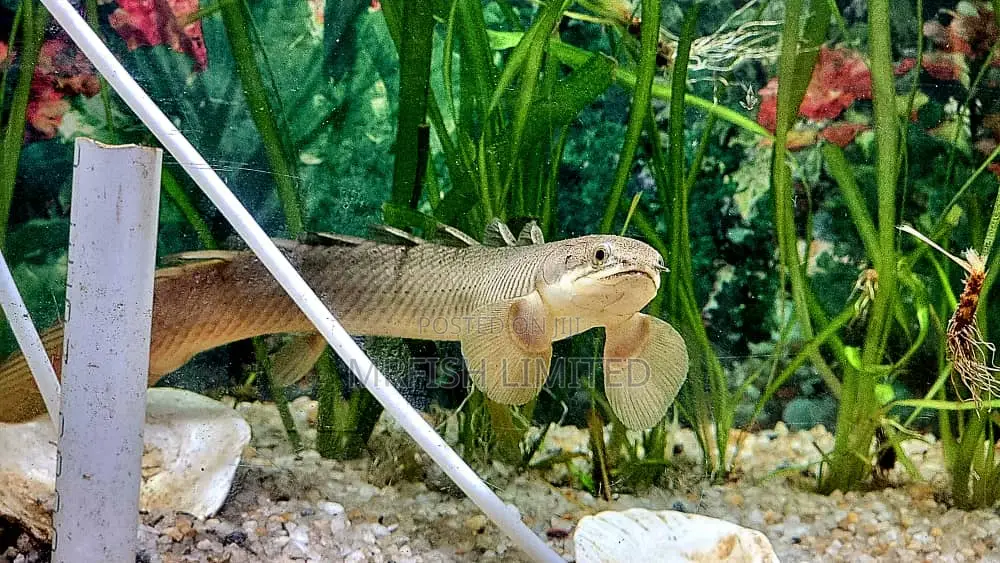 Polytyrus Fish