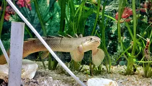 Polytyrus Fish