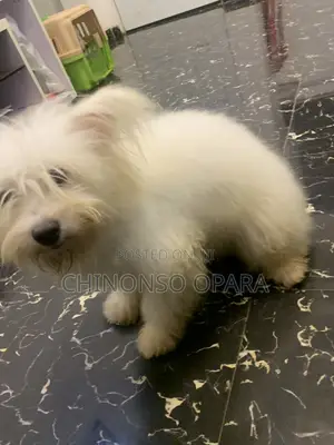 6-12 months Female Purebred Lhasa Apso