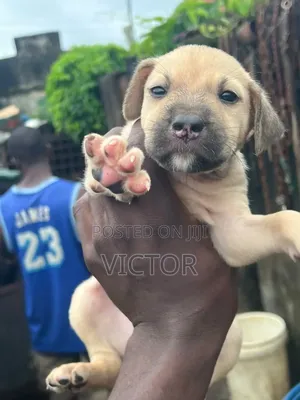 1-3 months Male Purebred Boerboel