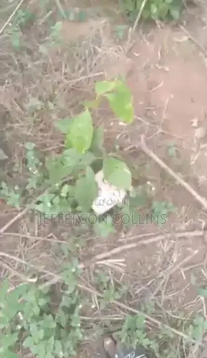 1 Plot of Land for Sale at Aduhan Community Benin City Edo State
