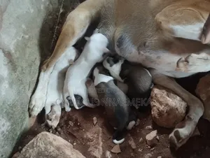 0-1 month Male Mixed Breed Dog
