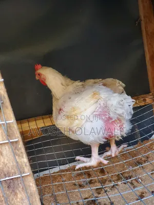 6weeks Broilers Chickens Available