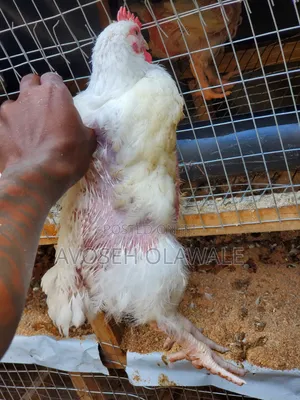 6weeks Broilers Chickens Available