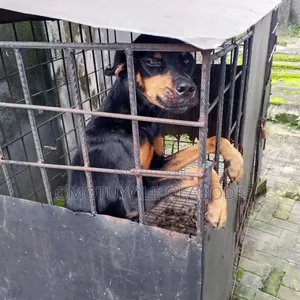 1+ year Female Purebred Rottweiler