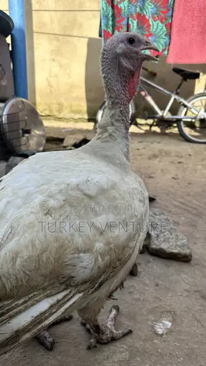 Foreign Turkey