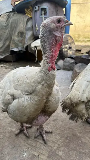 Foreign Turkey