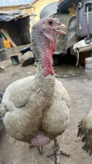 Foreign Turkey