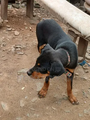 3-6 months Female Purebred Rottweiler