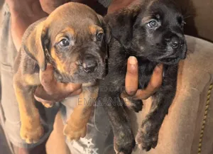 1-3 months Female Purebred Boerboel