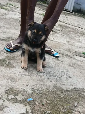 1-3 months Male Purebred German Shepherd