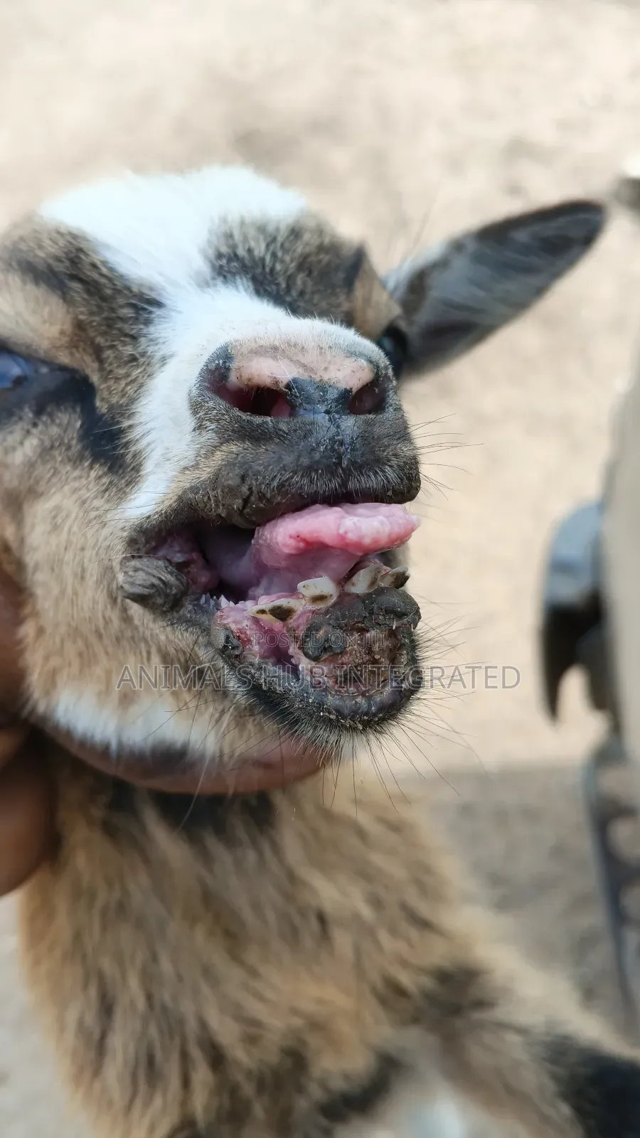 Animals HUB Veterinary Services