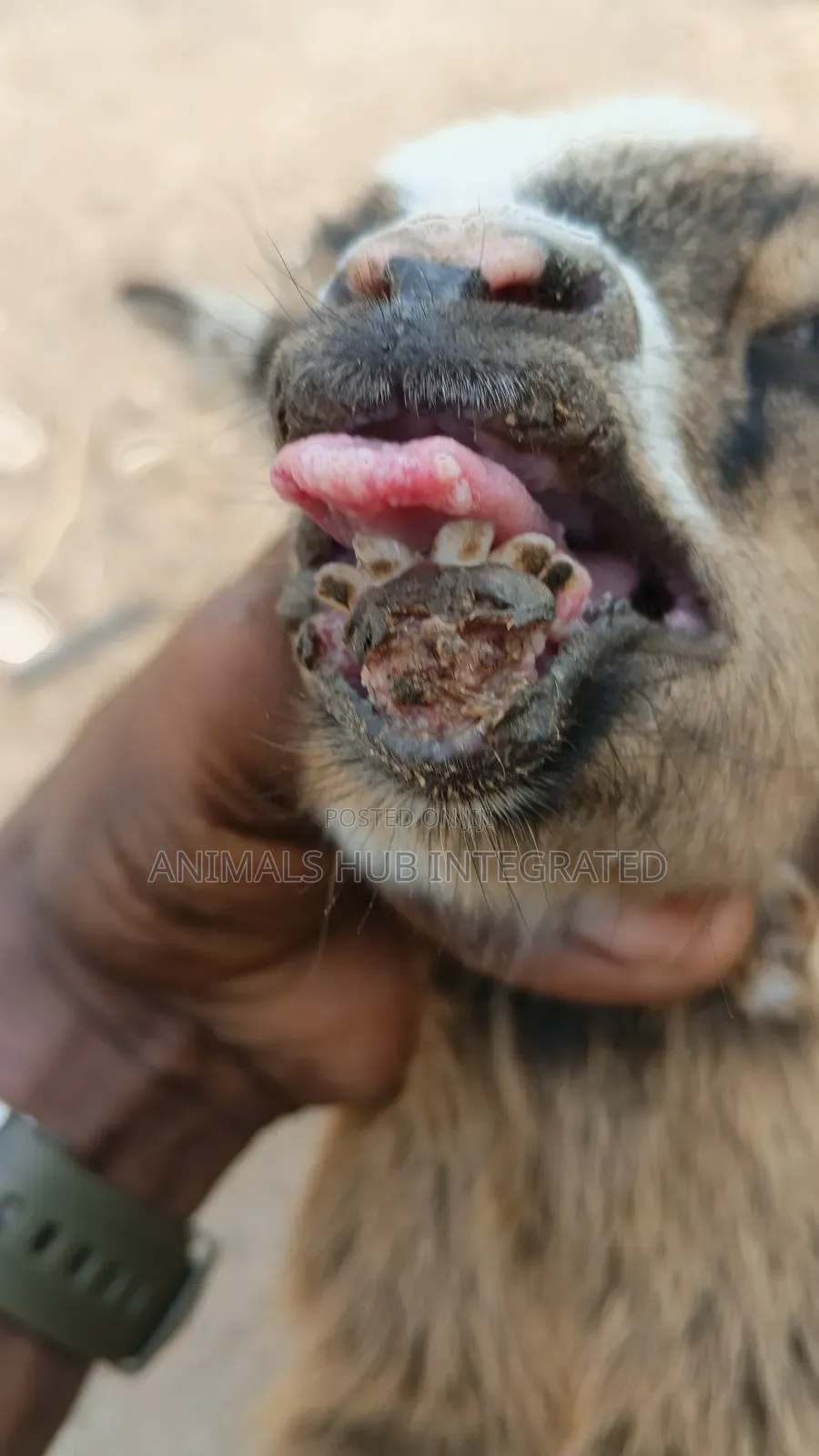 Animals HUB Veterinary Services