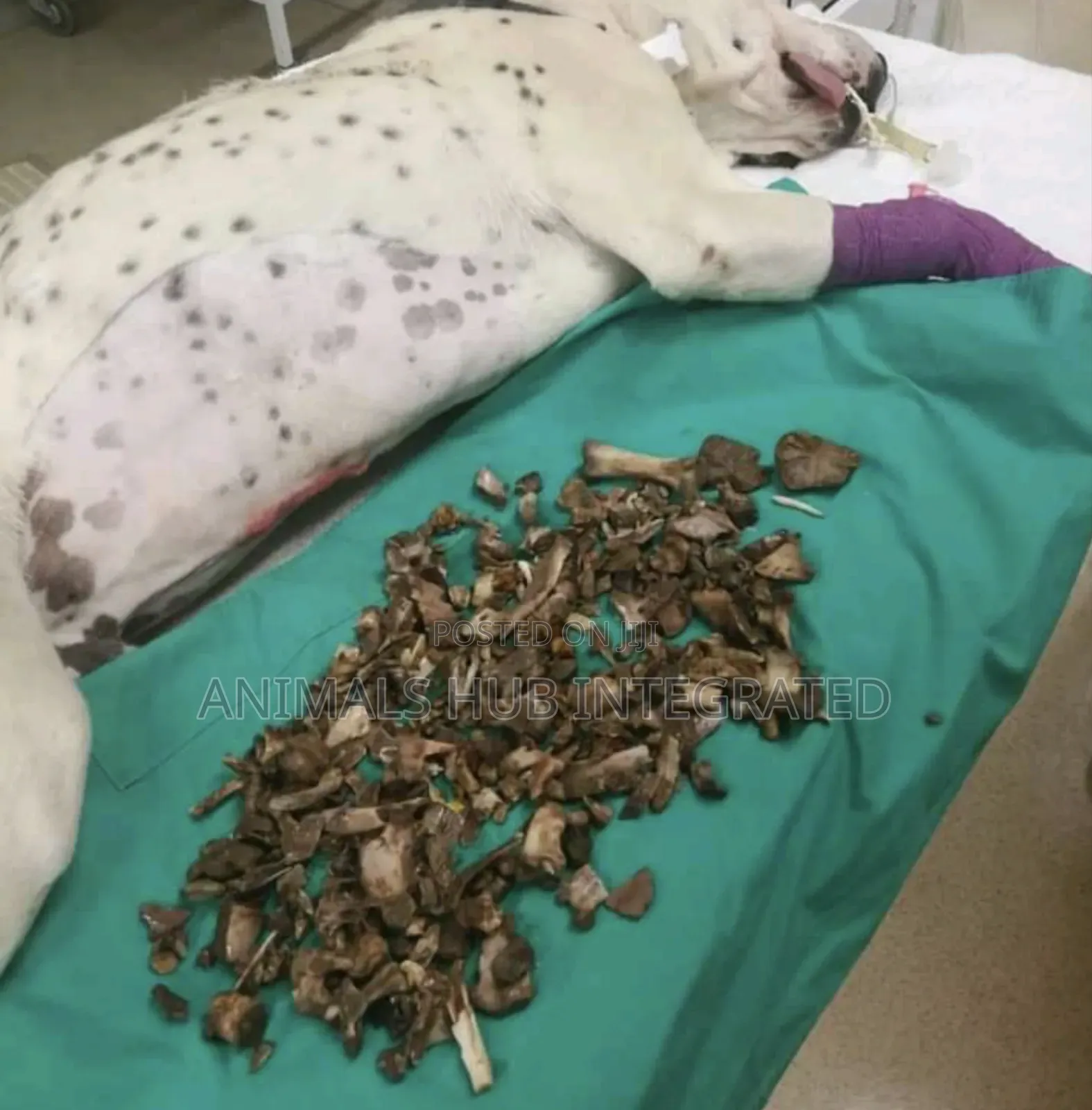Animals HUB Veterinary Services