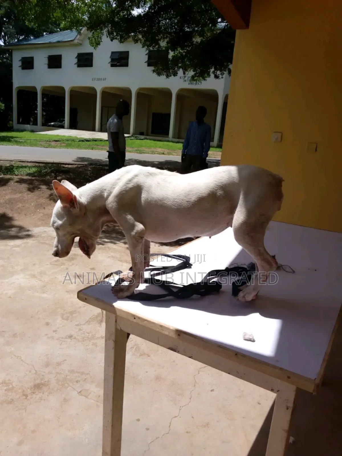 Animals HUB Veterinary Services