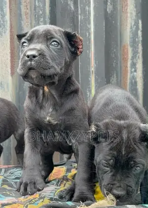 1-3 months Male Purebred Cane Corso