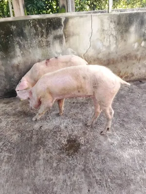 Agriculture