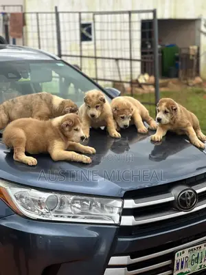 1-3 months Male Purebred Alabai