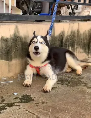 3-6 months Male Purebred Siberian Husky