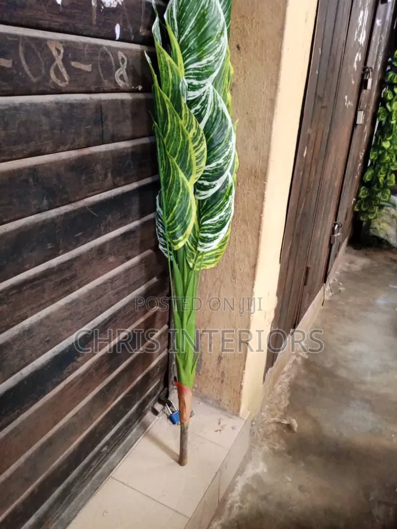 Flower in Outdoors
