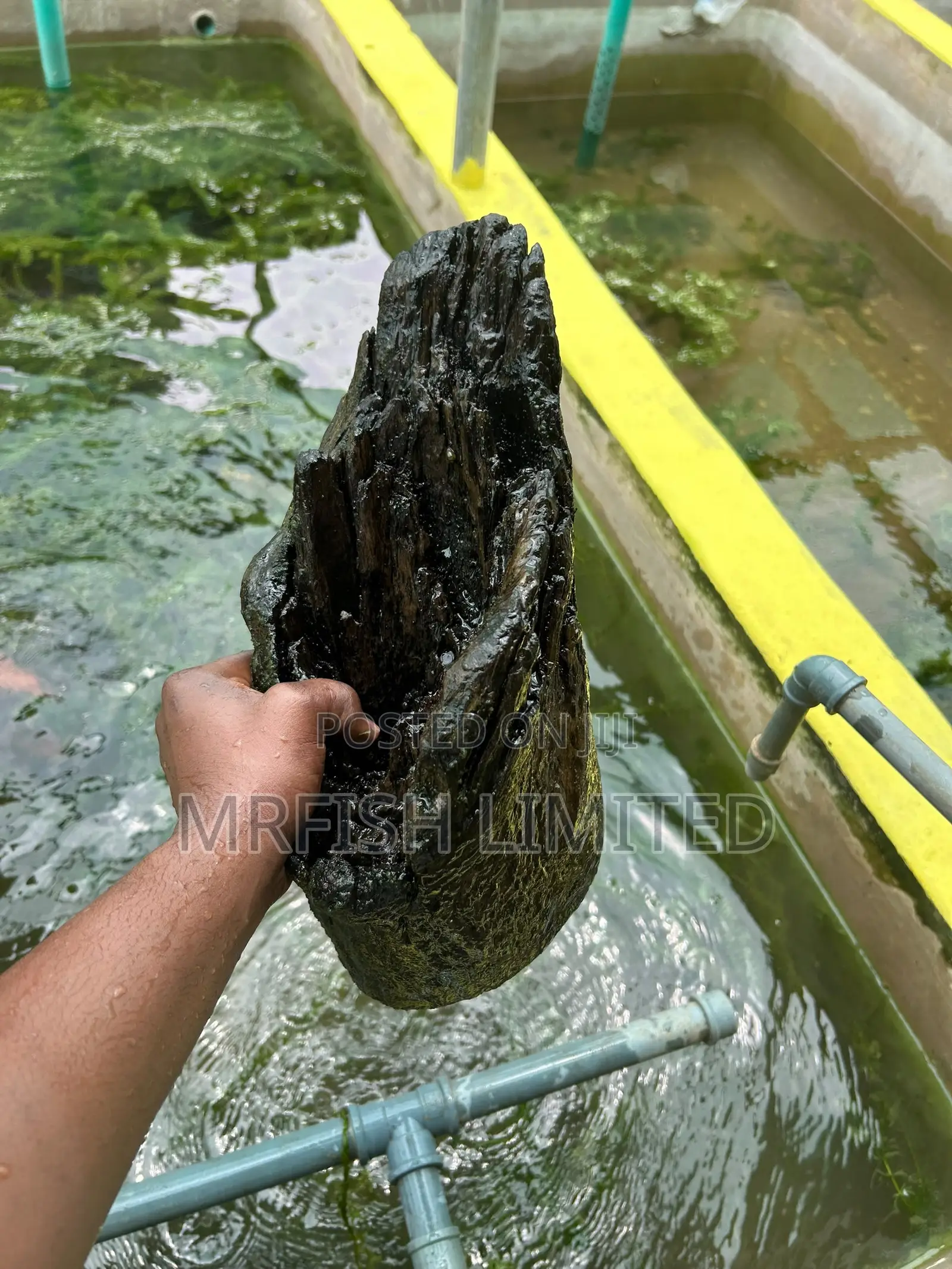 Bog Drift Wood