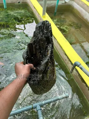 Bog Drift Wood