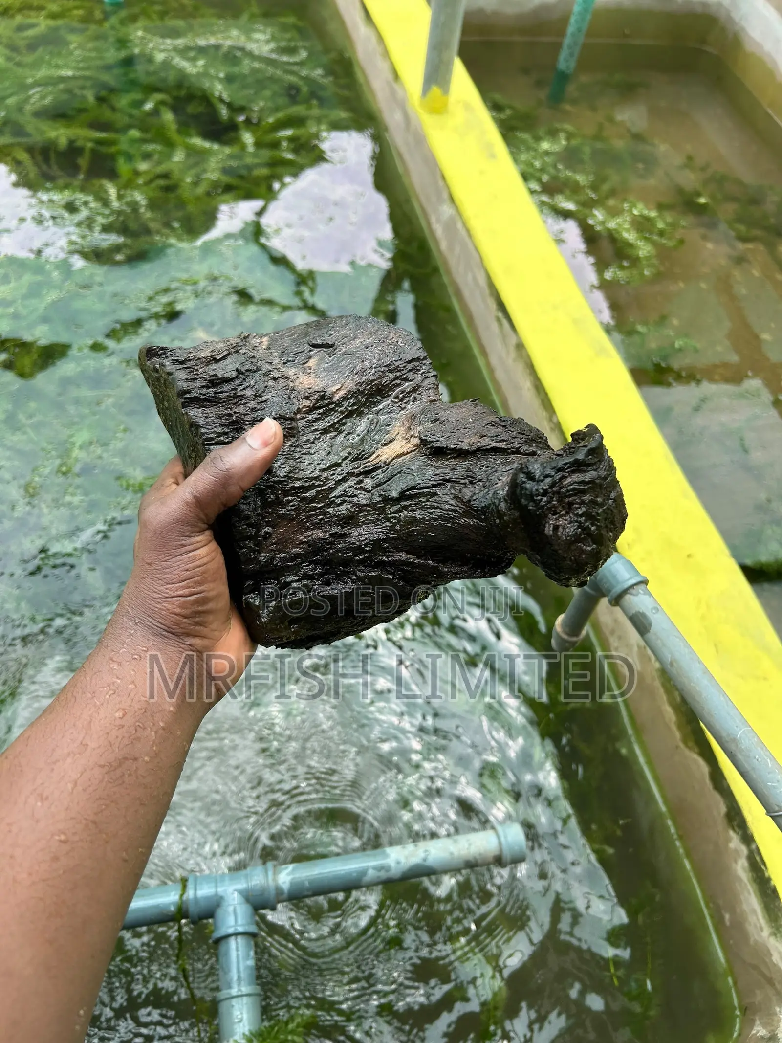 Bog Drift Wood