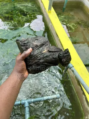 Bog Drift Wood