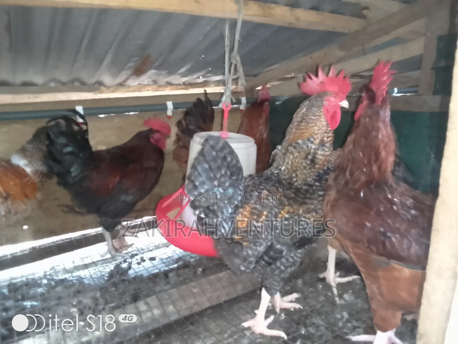 Noiler Chicken